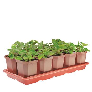 komplekt-d-rassady-poddon10st03ldonyshko-